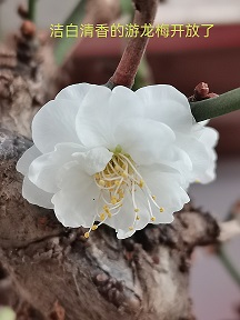 2024.11.9日拍摄jpg