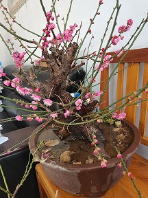 花开放了在元旦